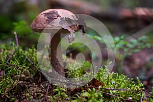 Edible mushroom Leccinum scabrum with at the forest