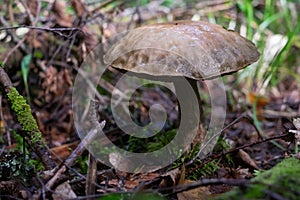 Edible mushroom Leccinum scabrum with at the forest