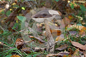 Edible mushroom Leccinum scabrum in the grass. Known as Brown Birch-bolete.