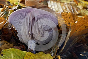 Edible mushroom Lepista nuda in the leaves. Known as Blewit or Wood Blewit.