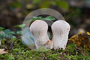Edible mushroom Lycoperdon perlatum in the birch forest.