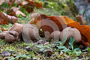 Edible mushroom Lycoperdon pyriforme in spruce forest.