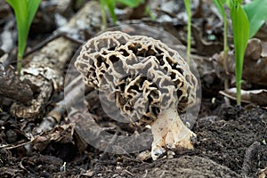 Edible mushroom Morchella vulgaris on the ground.