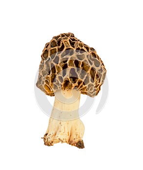 Edible mushroom Morel closeup isolated on white