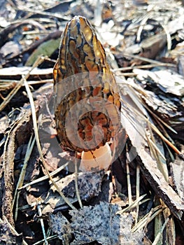 Edible mushroom - morel.Division Ascomycota