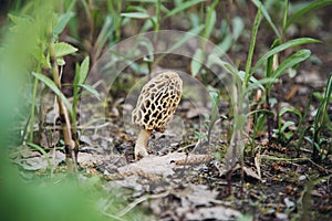 Edible mushroom morel in nature