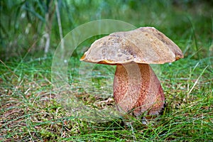 Edible mushroom Neoboletus luridiformis in grass with blurred background