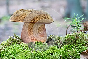 Edible mushroom Neoboletus luridiformis in moss with blurred background