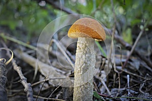 Edible mushroom Orange-cap boletus Leccinum aurantiacum with a red cap among the grass in a summer forest. Harvesting mushrooms