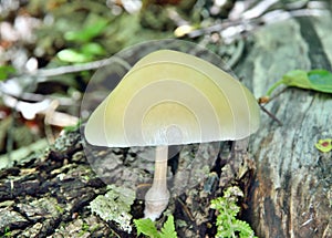 Edible mushroom Oudemansiella mucida on tree