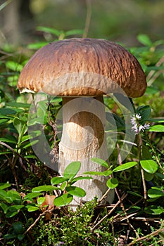 edible mushroom Penny Bun (King bolete)