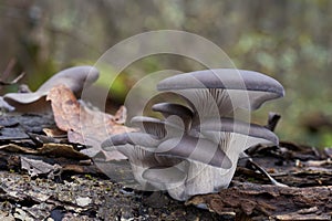 Edible mushroom Pleurotus ostreatus in the floodplain forest.