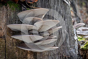 Edible mushroom Pleurotus ostreatus known as oyster mushroom