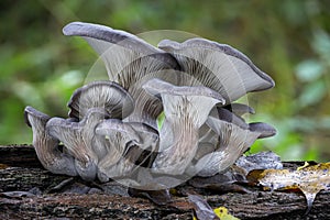 Edible mushroom Pleurotus ostreatus known as oyster mushroom