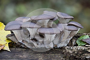 Edible mushroom Pleurotus ostreatus known as oyster mushroom