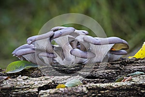 Edible mushroom Pleurotus ostreatus known as oyster mushroom