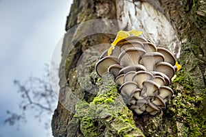 Edible mushroom Pleurotus ostreatus known as oyster mushroom
