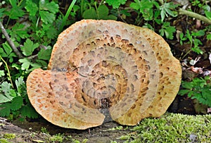 Edible mushroom Polyporus squamosus