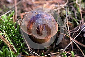 Edible mushroom, probably bay bolete, among moss in a forest.