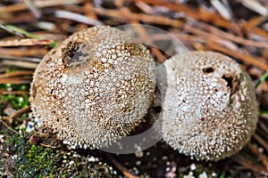 Edible mushroom Puffball spiny Latin. Lycoperdon perlatum