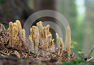 Edible mushroom Rogatec reed, clavariadelphus reed - lat. Clavariadelphus ligula