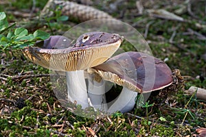 Edible mushroom Russula integra in spruce forest. photo