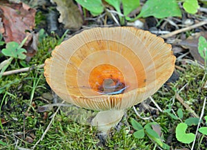 Edible mushroom russula Russula pectinata