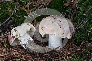 Edible mushroom Russula vesca in spruce forest.