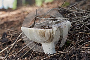 Edible mushroom Russula vesca in the spruce forest. Known as The Flirt.