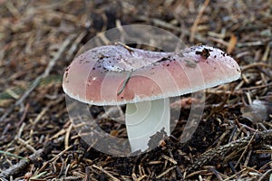 Edible mushroom Russula vesca in the spruce forest. Known as The Flirt.