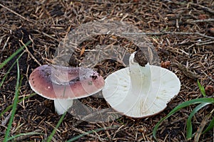 Edible mushroom Russula vesca in the spruce forest. Known as The Flirt.