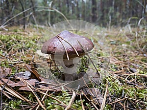 Edible mushroom slippery jack or sticky bun, Suillus luteus