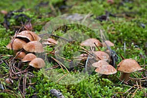 Edible mushroom Suillus bovinus in the pine forest.