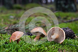 Edible mushroom Suillus bovinus in the pine forest.
