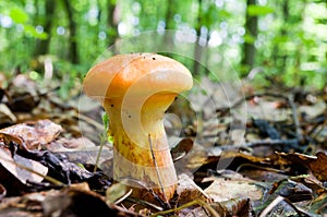 Edible mushroom Suillus elegans grows in the woods