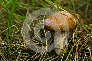 Edible mushroom Suillus growing in the grass