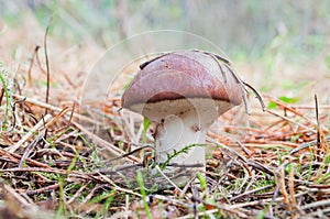 Edible mushroom Suillus luteus growing in the grass