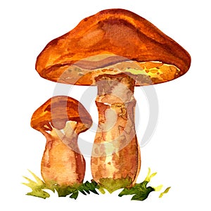 Edible mushroom Suillus luteus