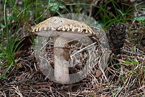 Edible mushroom Suillus viscidus in the grass and needles.