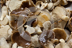 Edible mushroom washed to cook