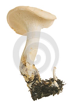 Edible mushroom wood hedgehog, Hydnum repandum isolated on white background