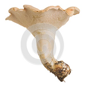 Edible mushroom wood hedgehog, Hydnum repandum isolated on white background