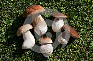 Edible mushrooms