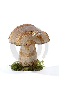 Edible Mushrooms