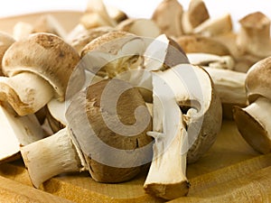 Edible mushrooms