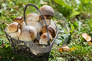 Edible mushrooms