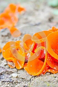 Edible mushrooms (aleuria aurantia)