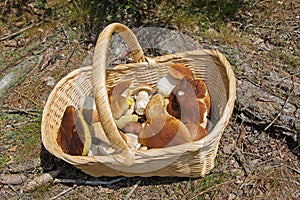 Edible mushrooms in a basket