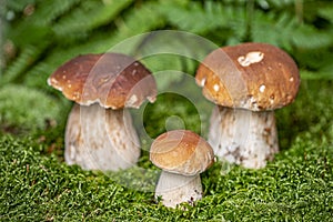 Edible mushrooms - Boletus edulis in a forest