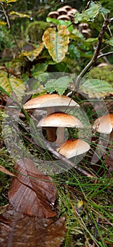 edible mushrooms butterflies in the forest